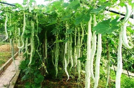 蛇瓜可以砍着吃吗怎么吃,蛇瓜的砍食方法与美味吃法揭秘