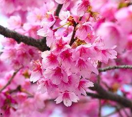 网红樱花手机拍照调色,打造网红级春日美照