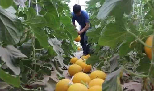 绿洲的吃瓜,夏日盛宴尽享