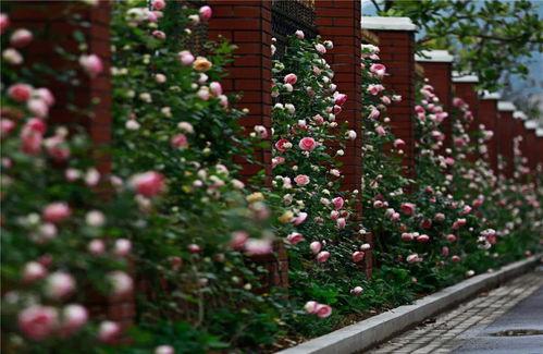 网红墙花艺,打造家居美学新风尚