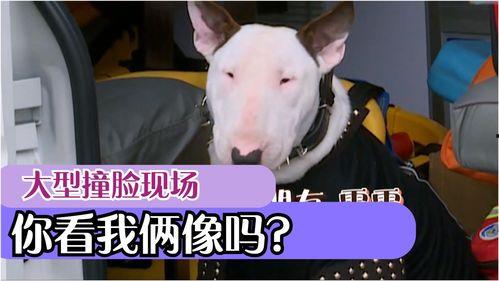 明星和狗狗撞脸,谁才是真正的“犬界明星”