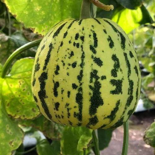 吃的瓜甜吗,吃的瓜甜吗？