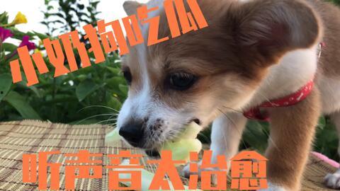 小狗听人吵架吃瓜视频,成“吃瓜群众”萌态十足