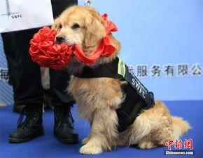 云南搜尸犬爆料视频大全,生死救援一线牵