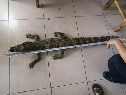 网红鳄,揭秘网络红人的崛起与影响力